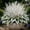 G, variant on `Hosta Flower Bulbs, Easy‑Grow Low Maintenance Perennial, Suitable for Garden Beds, Borders, Pots and Planters`