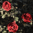 thumbnail image 5 of Flores artificiales 25 rosas falsas de espuma real y falsa con tallos para ramos de boda DIY despedida de soltera MFZFUKR CPB-US-ZMR77-1, 5 of 5