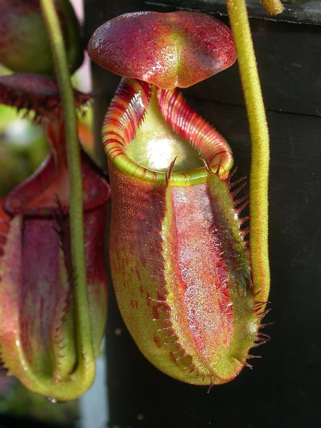 Carnivorous Pitcher Plant - Live Starter Plant in a 2 Inch Pot - Nepenthes St Gaya - Beautiful Easy Care Indoor Tropical Carnivorous Plants