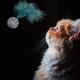 thumbnail image 5 of Muyoka Juguete para gatos Bola de estrella Lanzar divertido Juguete de peluche interactivo Suministros de palo Masticar Garra Juguete Suministros para mascotas Muyoka Hogar, 5 of 7