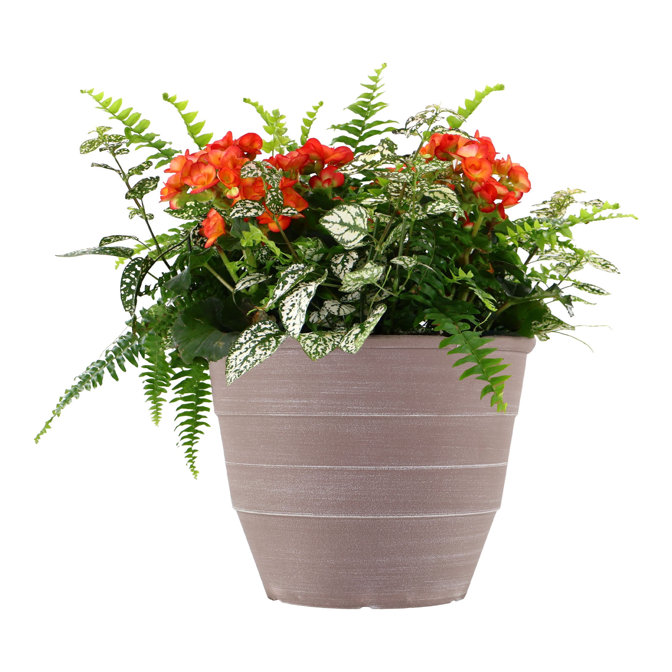 Better Homes & Gardens 2G Multicolor Petunia Lobelia Combo Live