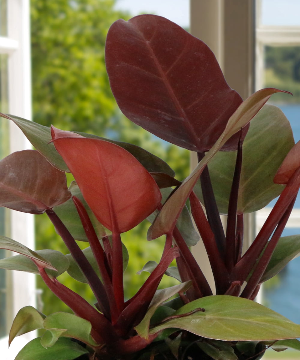 Plant with Purpose 6 in Philodendron McColley's Finale Live Houseplant with Indirect Sun- 2 Piece
