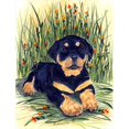 thumbnail image 1 of Carolines Treasures SS8107GF Rottweiler Flag - Garden Size, 1 of 3