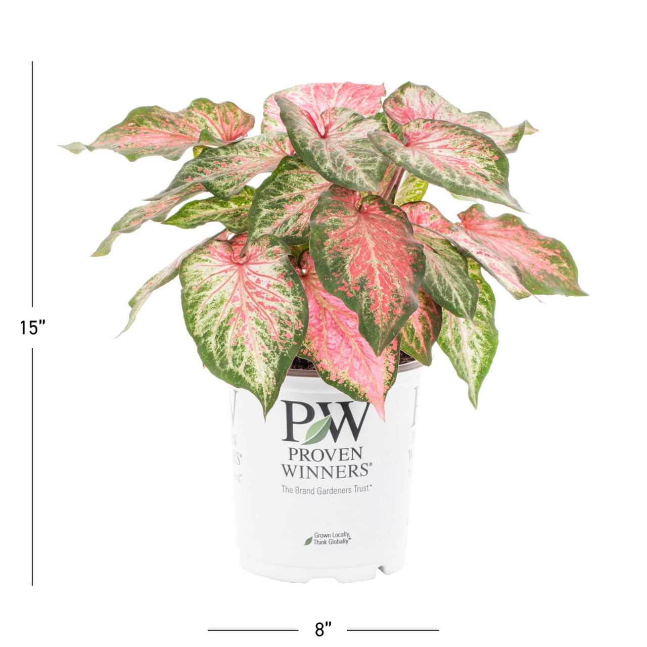 Proven Winners 2QT Green Pink Caladium Live Annual Plant Sun 3-Pack