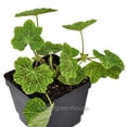 thumbnail image 3 of Pelargonium peltatum, Crocodile, Ivy Geranium, Ivy Leaved Geranium - Pot Size: 4.5in - Flowers, 3 of 6