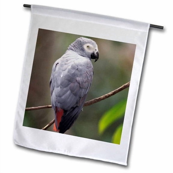 3dRose, African Gray Parrot, Tropical Bird - NA02 AJE0248 - Adam Jones, 18 x 27 inch Garden Flag