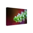 thumbnail image 2 of Trademark Fine Art 'Macro Plant Bud' Canvas Art by Pixie Pics, 2 of 4
