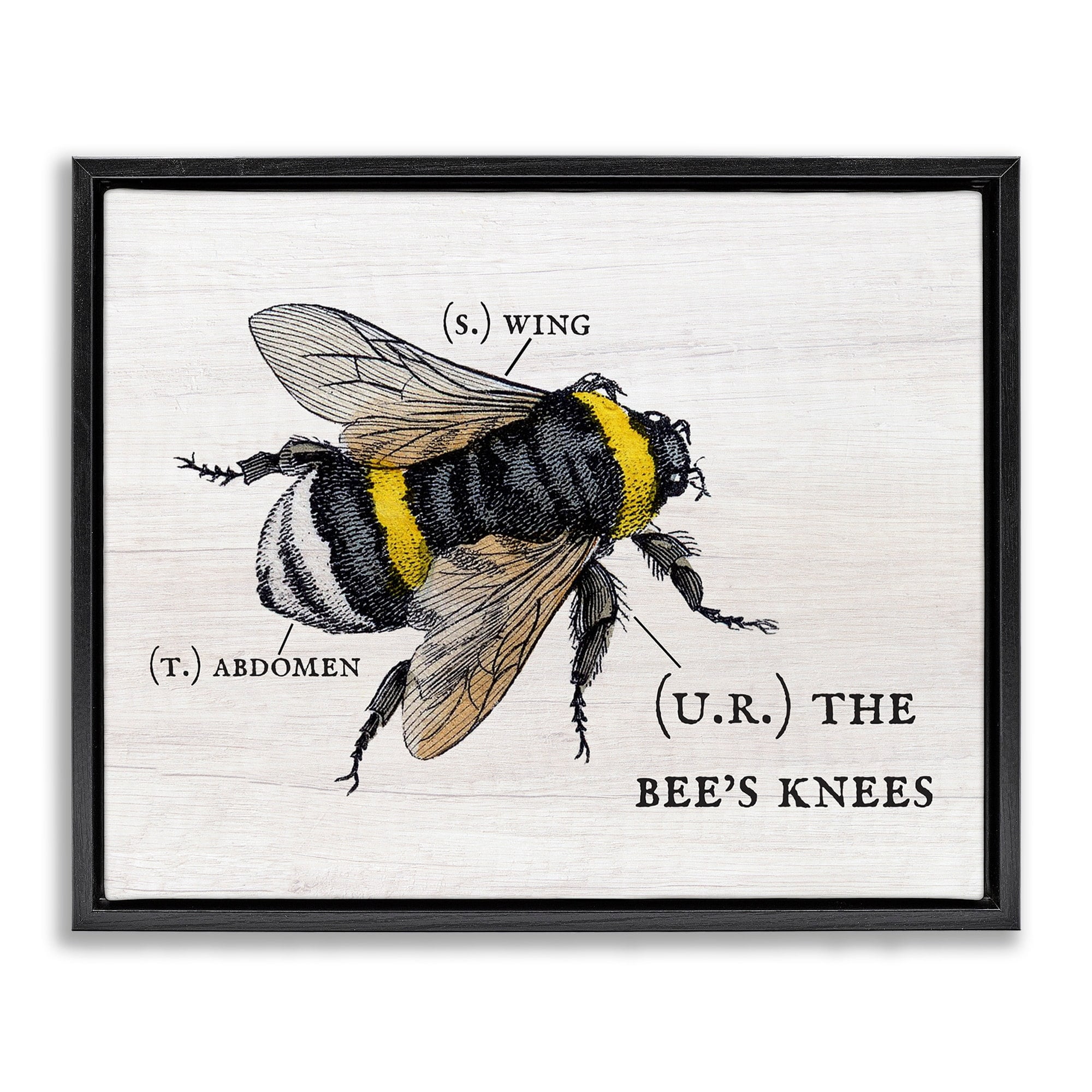 Stupell Industries Anatomy of Honey Bee Pun Charming Bee's Knees Jet Black Framed Floating Canvas Wall Art, 24x30, by Daphne Polselli