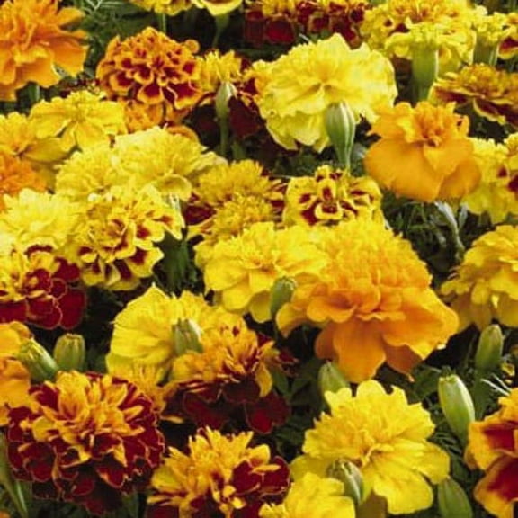 Outsidepride French Marigold Little Hero Flower Seed Mix - 300 Seeds