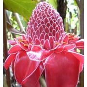 Zip No Farm 10 Torch Ginger Seeds, Ginger Flower, Red Ginger Lily, Torch Lily, Wild Ginger, Combrang, Seeds - 10 Seeds (Etlingera elatior) - Pack of 10 Rare and Viable Seeds