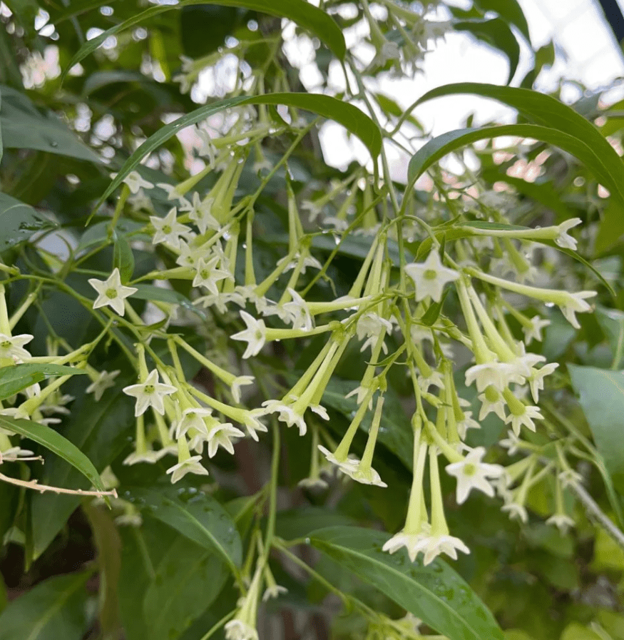 Night Blooming Jasmine Plant Live, Night Scented Flowering Plant 4-6 Inch Tall, White Jasmines Flowers Shurb, Grow Indoor or Outdoor