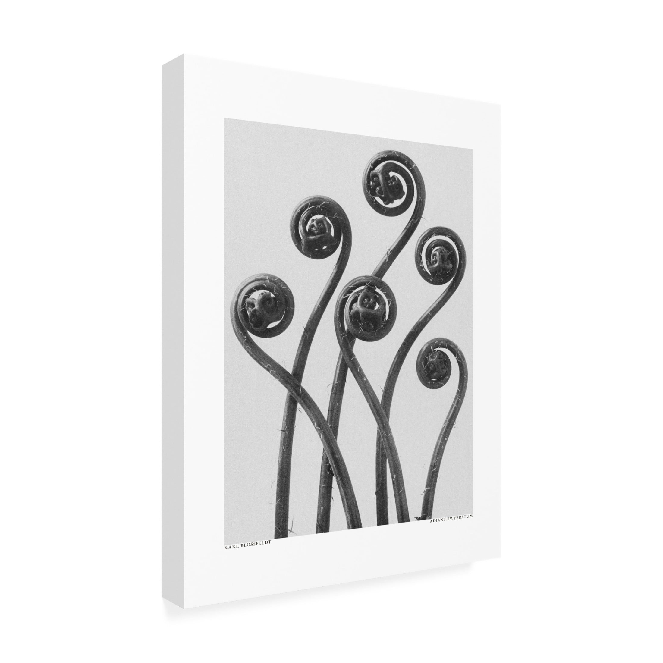 Trademark Fine Art Pictufy Adiantum pedatum Canvas Wall Art