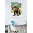thumbnail image 2 of Keith Kimberlin - Puppy - Who Needs a Hug? Wall Poster, 22.375" x 34", Framed, 2 of 2