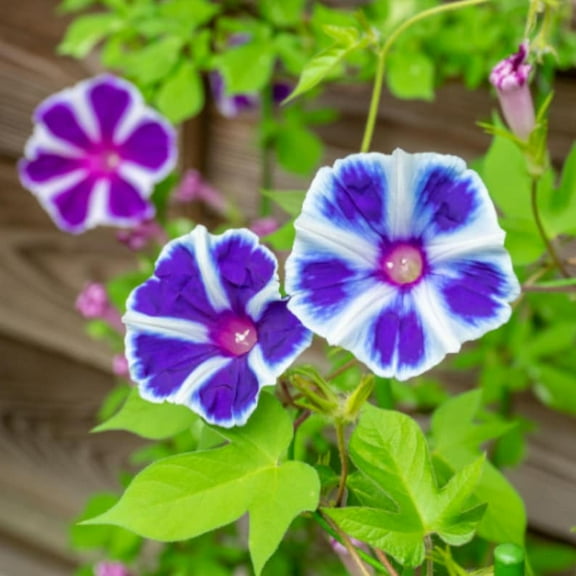 30 Seeds Mt. Fuji Mix Japanese Morning Glory -, Self-Pollinating, Perennial, Summer/Fall Planting