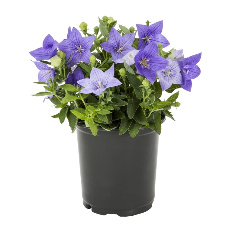Metrolina Greenhouses 2 -Quart Blue Balloon Flower 3.0 -Pack - Low Maintenance one_size | 4188
