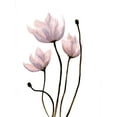 thumbnail image 2 of Charest, Doris 25x32 White Modern Wood Framed Museum Art Print Titled - Fresh Growth 1, 2 of 4