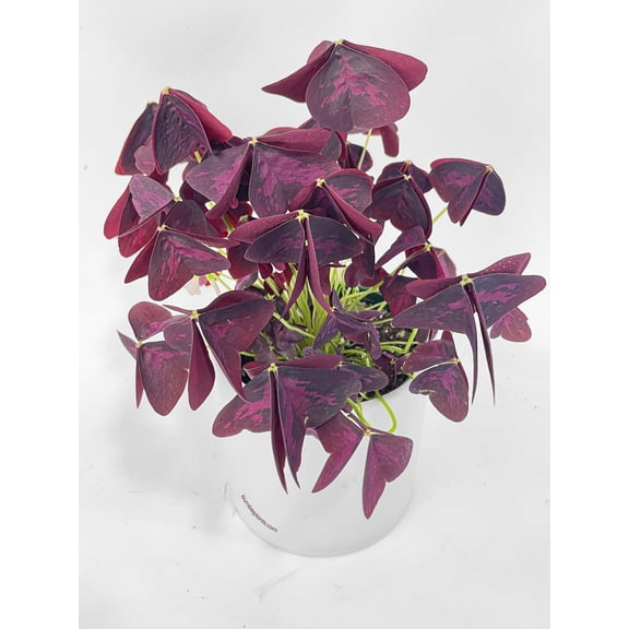 Bumble Plants Purple Oxalis Triangularis Live Plants in 4" Nursery Pot