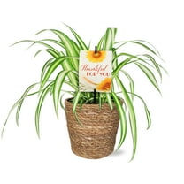 5" Spider Plant in Seagrass Planter – Thankful for You