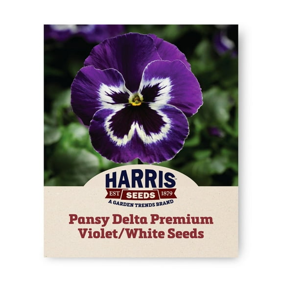 Harris Seeds - Pansy Delta Premium Violet/White F1 Seeds - Fast Germination - 250 Seeds