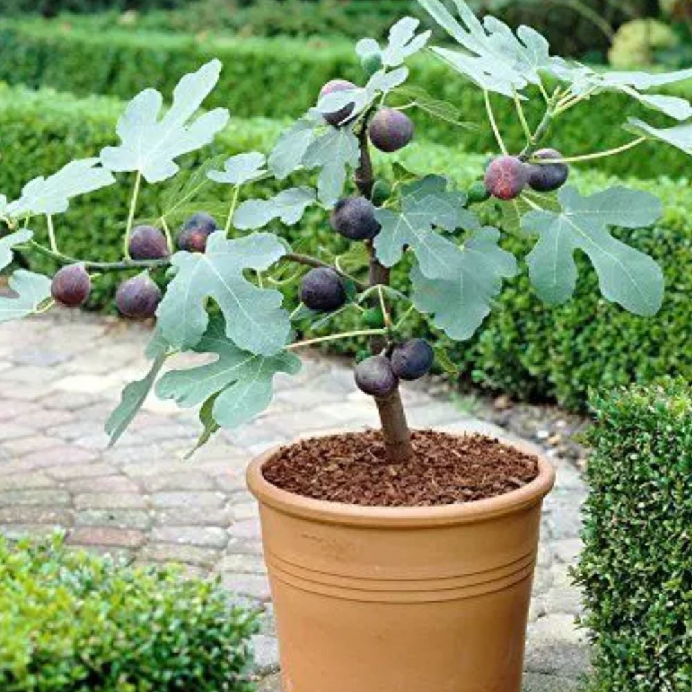 Expert Gardener 3-4 ft tall Brown Turkey Fig Live Tree in 7-Gallon Grower Pot