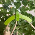 thumbnail image 6 of 360 Degree for Low Training for Control Plants Reuseable, 6 of 6