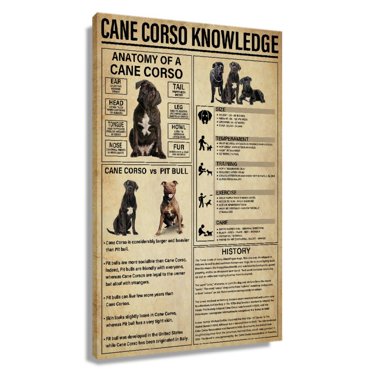 Boston Terrier Educational Poster - Dog Breed Knowledge Infographic Wall Art 12x18 Inches