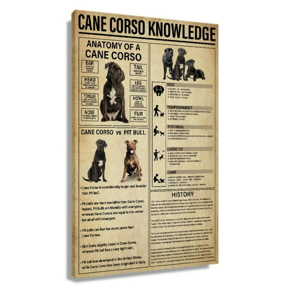Cane Corso Dog Knowledge Poster Educational Wall Art Infographic Poster Living Room Painting Decorative Canvas for Office Print Pictures Hallway Decorations Unframed 12×18 in