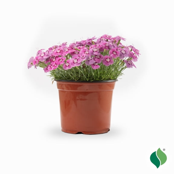 1 gal. EverBloom™ Strawberry Tart Dianthus