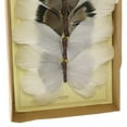 thumbnail image 4 of Saltoro Sherpi 8 Piece Feather Butterfly Accent Decor with Specimen Box, White, 4 of 5