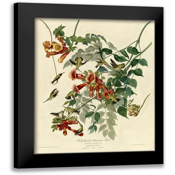 Vintage Apple Collection 12x14 Black Modern Framed Museum Art Print Titled - Rubythroated Hummingbird