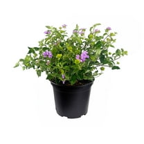 Lantana Purple I 1 Large Gallon Size Plant I Verbenaceae Camara I Live Rich Purple Blooms, Heat and Drought Resistant, Ideal for Containers and Garden Borders