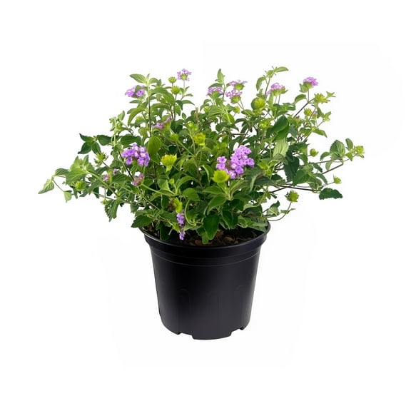 Lantana Purple I 1 Large Gallon Size Plant I Verbenaceae Camara I Live Rich Purple Blooms, Heat and Drought Resistant, Ideal for Containers and Garden Borders