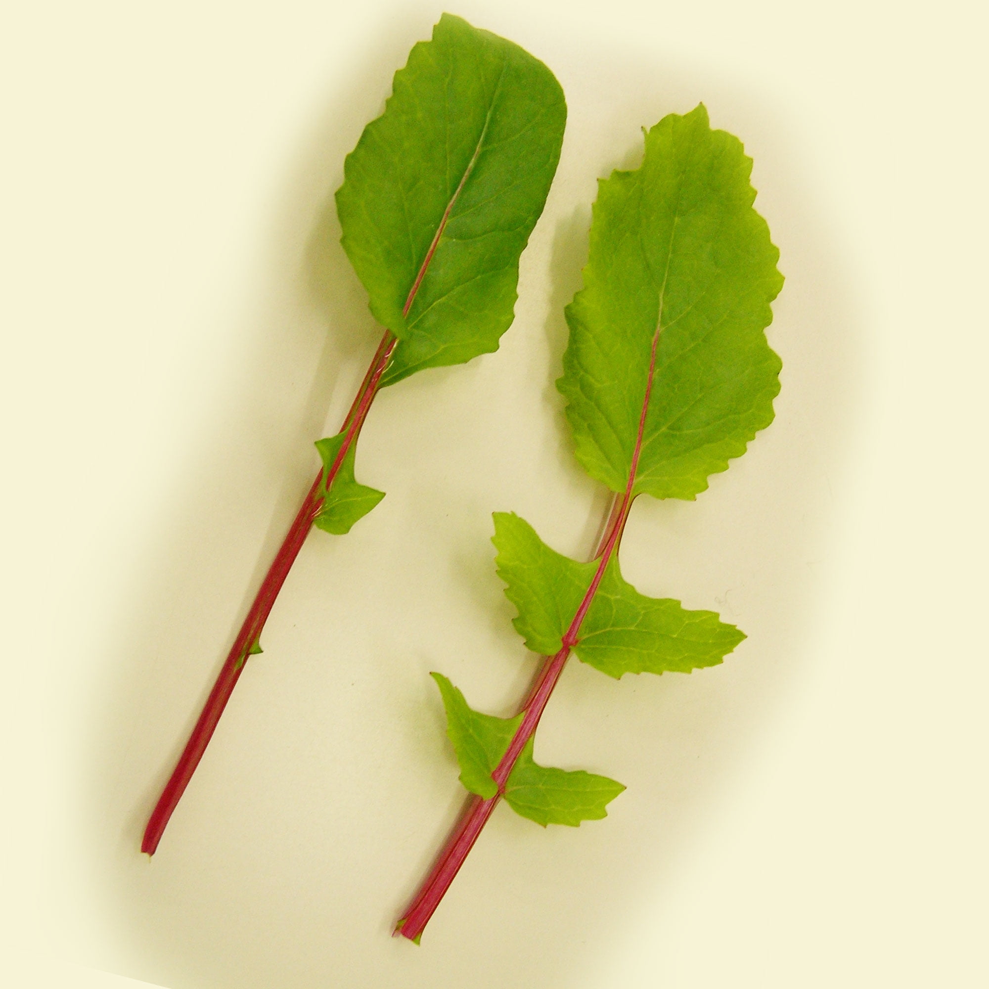 Leaf Radish Seeds Saisai Purple Hybrid 3 g Packet 141 Seeds