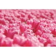thumbnail image 3 of Podt, Martin 14x11 Black Modern Framed Museum Art Print Titled - Pink Field, 3 of 5