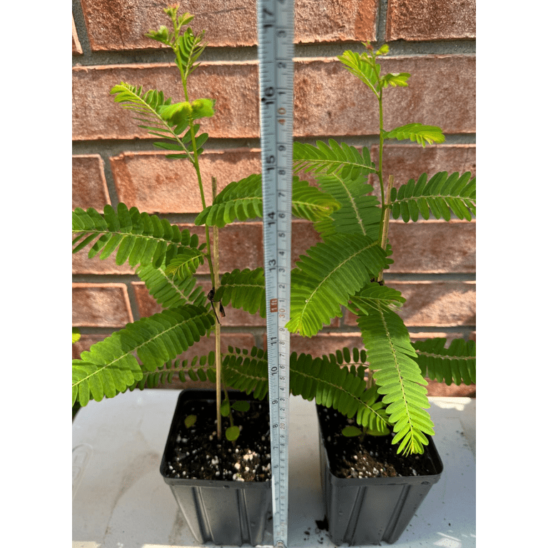 avocado plant size Avocado Tree 'Fantastic'  Incredible Edible Landscapes