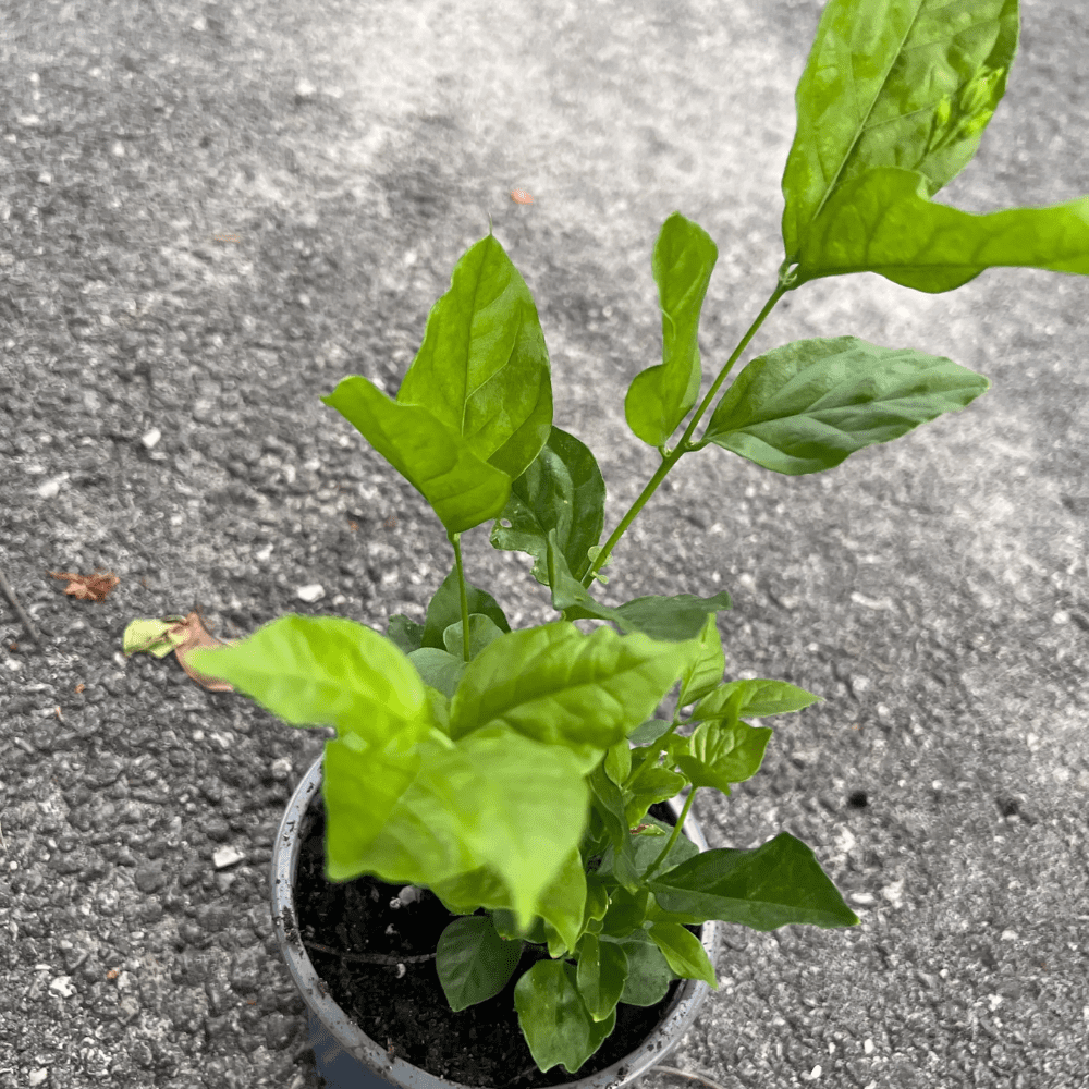 Belle of India Jasmine Plant Live 4 - 9 Inches Tall, Jasmin Flower Plant Live for Outdoor Planting