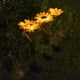 thumbnail image 5 of De Girasol Luz De Estaca De Jardín Luz Led Impermeable Para La Decoración De La Pasarela Del Porche De La Yarda sonducket HA043062-02, 5 of 6