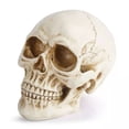 thumbnail image 4 of Modelo de cráneo humano de tamaño natural 1:1 - Modelo de réplica de cráneo humano realista de Halloween - Accesorios de decoración de cabeza de cráneo humano de resina, 4 of 5