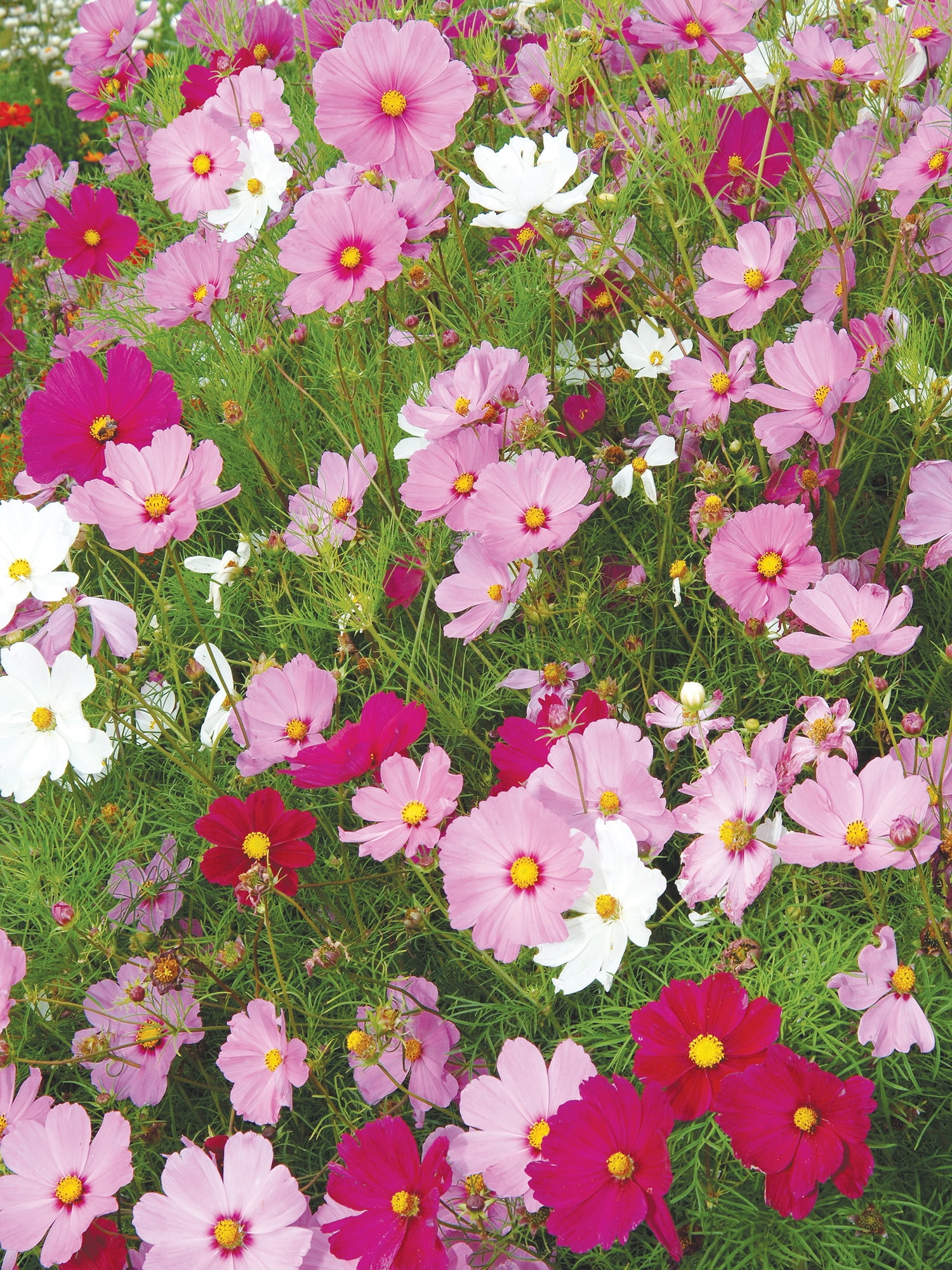 Burpee Sensation Mix Cosmos Flower Seed, Annual Flower, 1-Pack, Full Sun