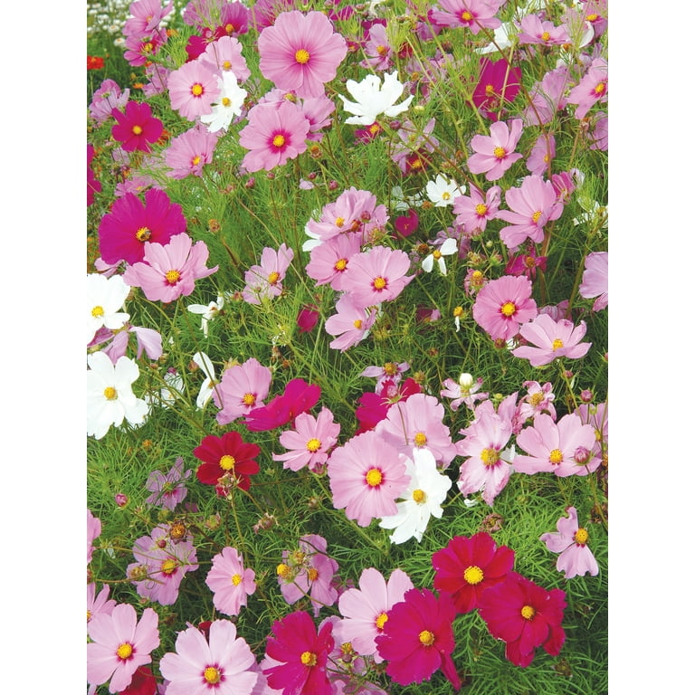 Burpee Sensation Mix Cosmos Flower Seed, Annual Flower, 1-Pack