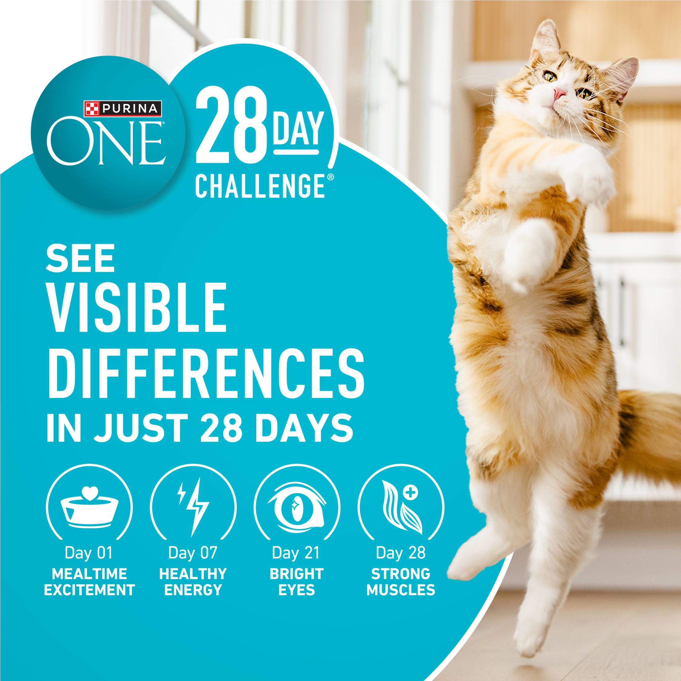 Purina ONE Plus Sensitive Skin & Stomach Dry Cat Food, 7 lb photo 8