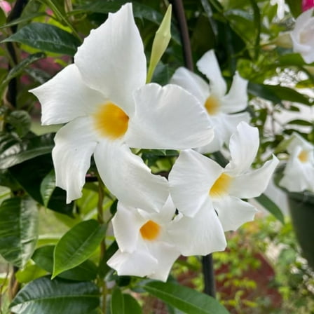 White Mandevilla Plants Live 4-8 Inch, Flowering Mandevilla Plant for Outdoor Planting