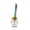 thumbnail image 2 of Modelo de de vertebral de la de estudio masculino Estatua de la de la médula espinal Modelo del esqueleto humano Flexible para la, 2 of 9