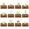thumbnail image 1 of 12 Uds flocado Serie Blanca cabezas de flores suculentas suministros creativos DIY flores de plástico plantas verdes artificiales, 1 of 5