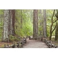 thumbnail image 2 of Paulson, Don 18x13 Gold Ornate Wood Framed with Double Matting Museum Art Print Titled - CA, Big Basin Redwoods SP, Trail through redwoods, 2 of 4