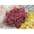 thumbnail image 6 of Better Homes and Gardens Outdoor Live Plant Sedum Stonecrop Sunsparkler Wildfire Red 1QT, Full Sun, 6 of 6