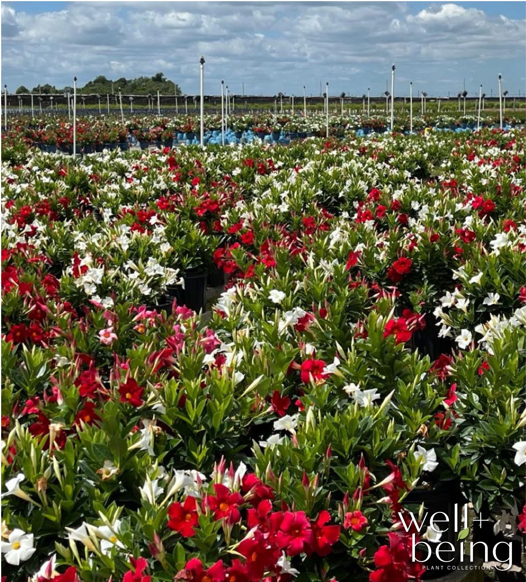 Nature's Way Farms Mandevilla Bella Duo Red/White Bush Live Plant (25-30 in. Tall) in Grower Pot May Ship Without Flowers