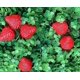 thumbnail image 5 of 18PCS Plastic Artificial Red Strawberries Fake Lifelike Simulation Realistic Strawberry Artificial Fruits Decoration Photography Prop for Home Kitchen, 5 of 5