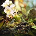 thumbnail image 4 of Planta De Terrario Artificial, Enredadera Trepadora De Reptiles Multiusos Con Ventosa Para Lagartos, Arañas, Serpientes, 4 of 7