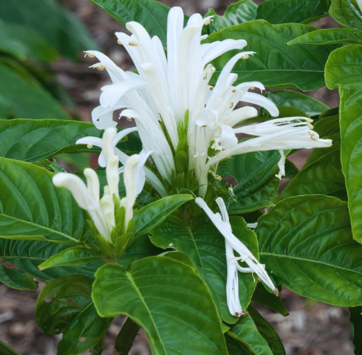 Live Shrimp Plant for Growing, 4 to 6 Inc Tall, White Shrimp Plant Pot, Shrimp Live Plant, Shrimp Plants Live Indoor Outdoor